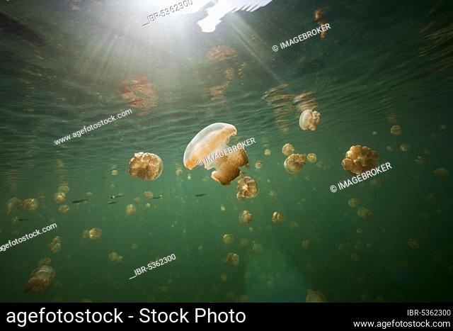 Mastigias jellyfish, Jellyfish Sea, Palau (Mastigias papua etpisonii), Micronesia, Oceania