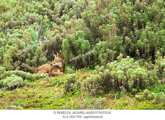 An Ethiopian wolf takes snactuary from the element amid the afroalpine shrubs