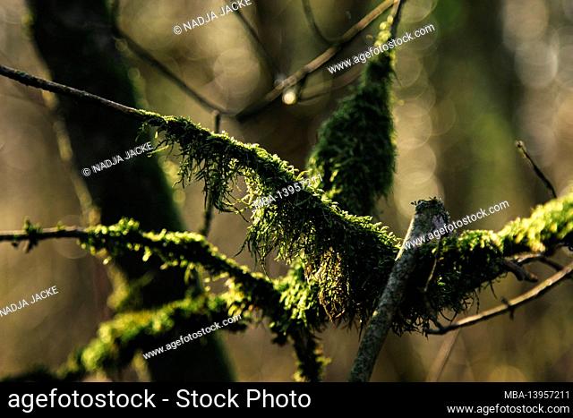 Germany, Teutoburg forest, blue lagoon, Lengerich, branches, moss