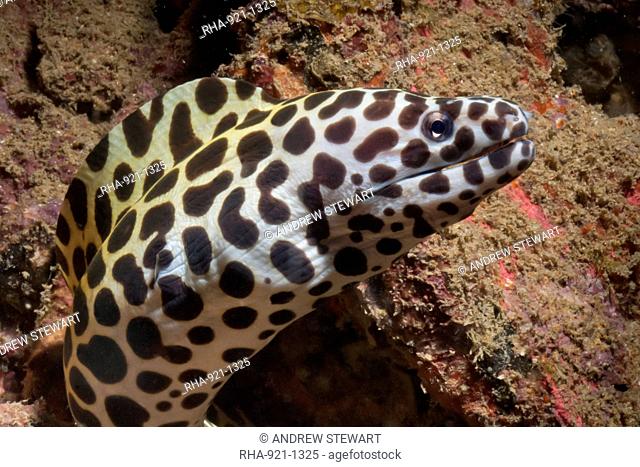 Spotted moray Gymnothorax isingteena, SouthernThailand, Andaman Sea, Indian Ocean, Southeast Asia, Asia