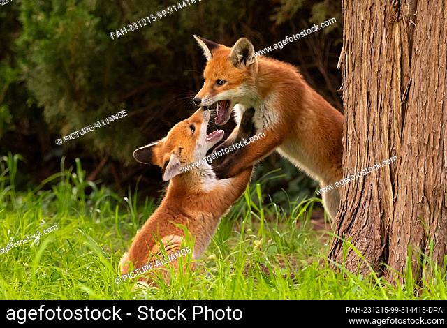 25 April 2023, Berlin: 25.04.2023, Berlin. Two young red foxes (Vulpes vulpes), only a few weeks old, are wrestling and playing in a park in the capital in the...