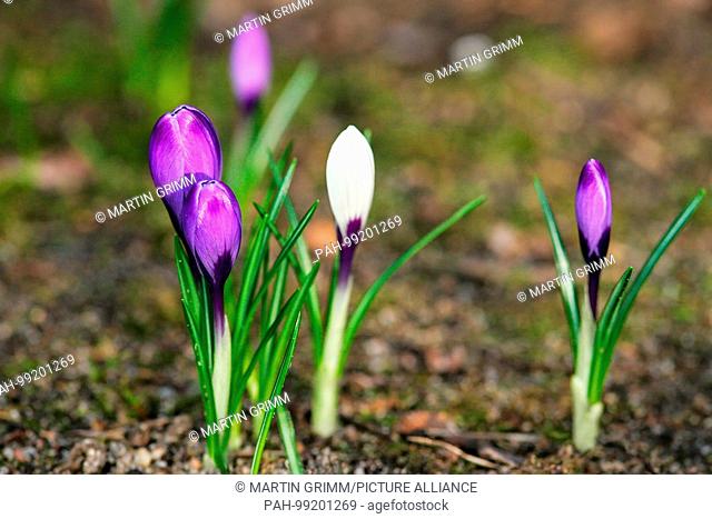 Crocus (Crocus spec.), early flowering plants in backyard, Brandenburg, Germany | usage worldwide. - /Brandenburg/Germany