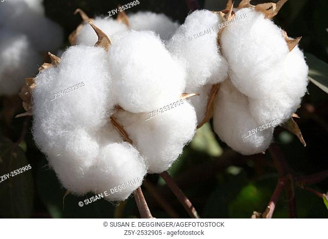 Cotton, ready to harvest, Marana, Arizona