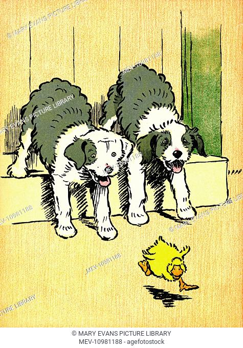 Illustration by Cecil Aldin, Farm Babies. Decimus Duckling finds the two identical puppies rather rough, so he runs away from them