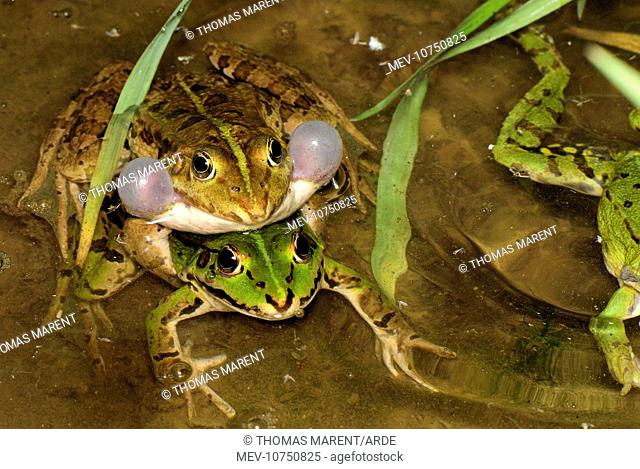 Edible Frog - amplexus - calling (Rana esculenta)