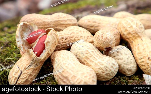Unpeeled whole raw peanuts in brown husks in the shell texture on a beautiful natural background in the forest lies in a heap on a tree