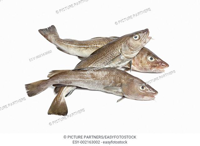 Fresh atlantic cod fishes on white background