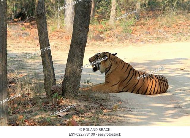 Indischer Tiger im Nationalpark Bandhavgarh