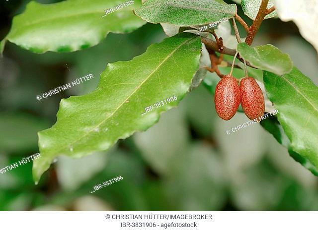 Thorny Elaeagnus (Elaeagnus pungens), fruits and leaves, native to China and Japan