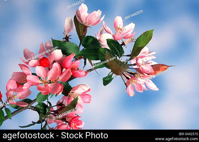 Apple blossoms, plants, pink, spring, landscape, horizontal, branch, twig, branching