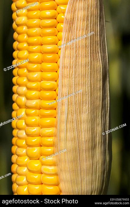 yellow corn cob closed with one transparent leaf on the stem, end of summer, seedlings