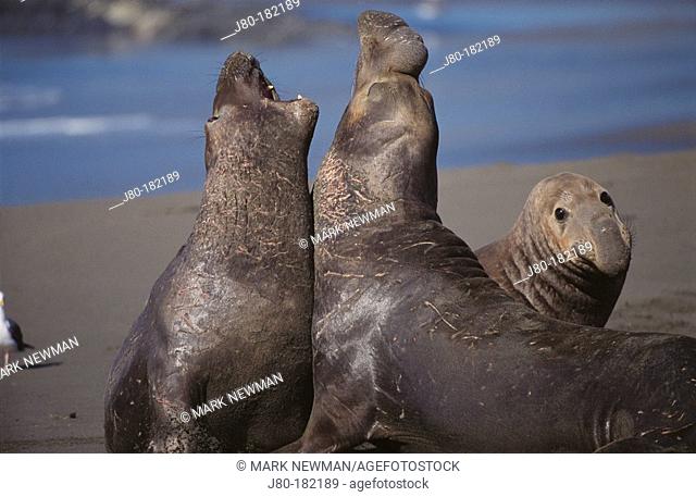 Northern Elephant Seals (Mirounga angustirostris). California. USA