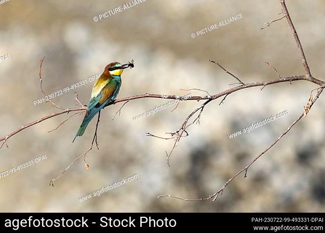 22 July 2023, Baden-Württemberg, Hohentengen: A bee-eater (Merops apiaster) with a bee in its beak sits on a branch. Bee-eaters hunt many other flying insects...