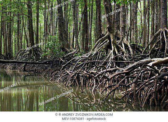 Mangrove forest in the valley of a river in Sabang National Park. Sabang, Palawan, Philippines. February