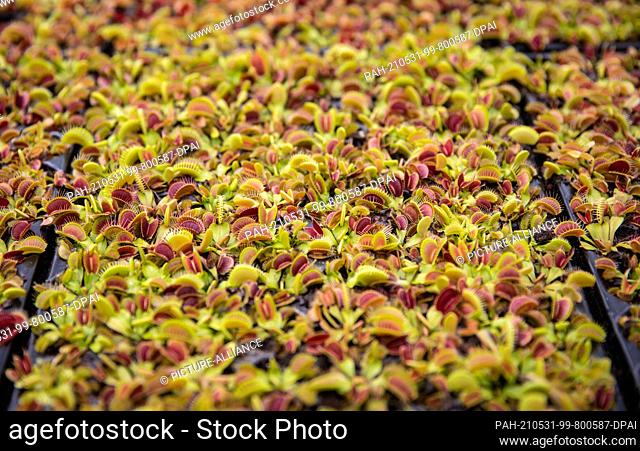 27 May 2021, Baden-Wuerttemberg, Ludwigsburg: Numerous carnivorous plants of the species ""Venus flytrap"" grow in a greenhouse