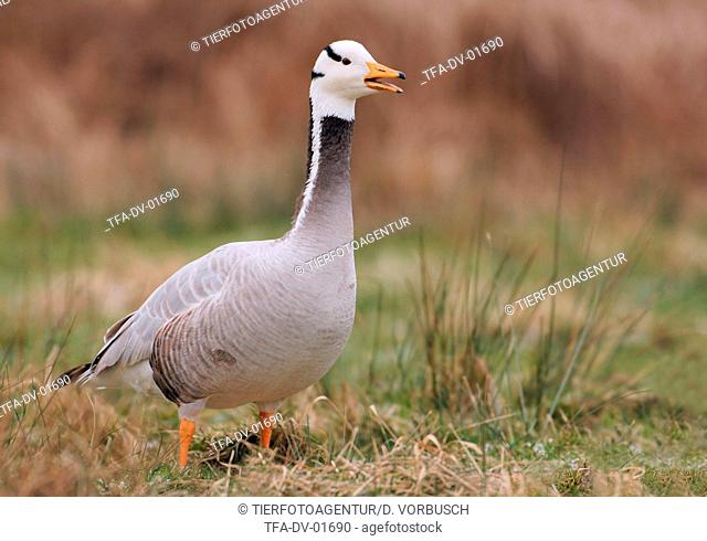 bar-headed goose