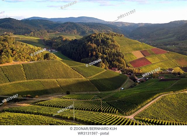 Vineyards near Durbach in the Ortenau region, Germany