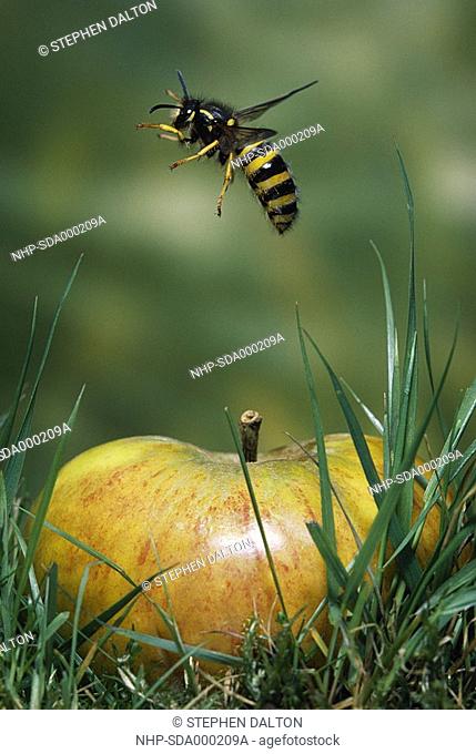 COMMON WASP in flight Vespula vulgaris just taken off from apple