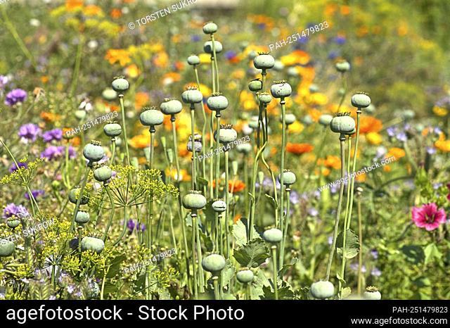 Schleswig, the capsules of the opium poppy (Papaver somniferum) in a wildflower bed on a vacant private property. Eudicotyledons