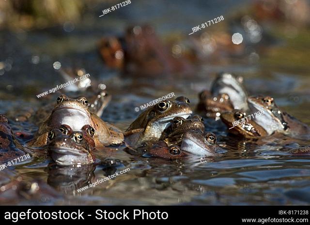 Common frog (Rana temporaria), accumulation of pairs in pond, oviposition, spawn balls, Canton Baselland, Switzerland, Europe
