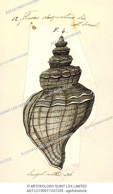 Fusus despectus, Print, Fusus is a genus of small to large sea snails, marine gastropod mollusks in the family Fasciolariidae