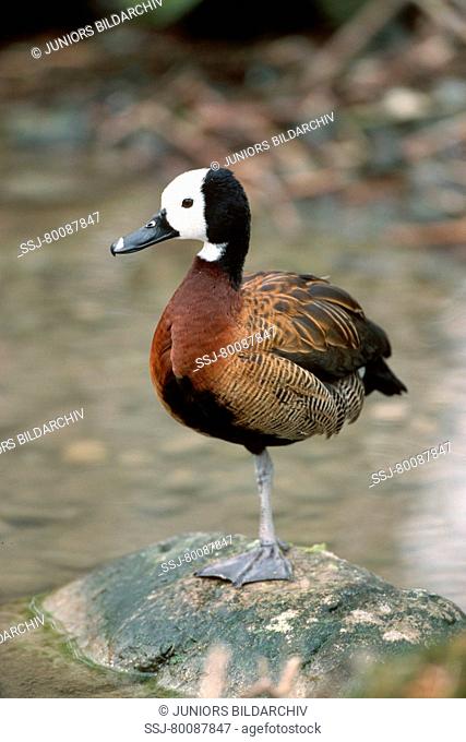 DEU, 2002: White-faced Whistling Duck (Dendrocygna viduata), standing on one foot