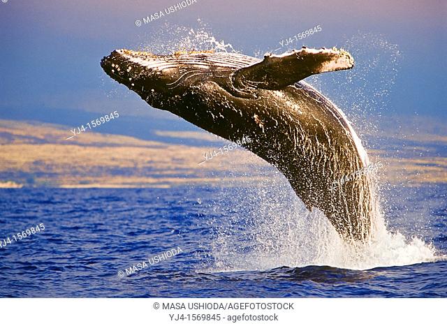 Humpback Whale, Megaptera novaeangliae, breaching under golden sunset light, Hawaii, USA, Pacific Ocean