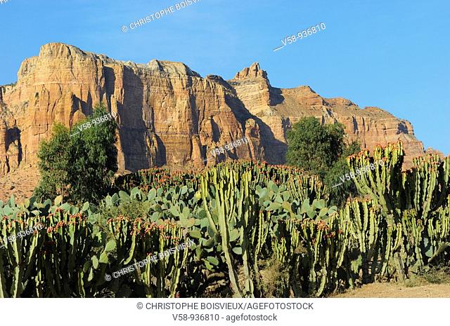 Euphorbia cactus and Gheralta range. Hawsien region. Tigray. Ethiopia