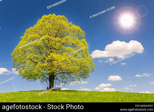 single big linden tree at springtime in meadow