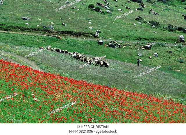 Chefchaouen, Rif Mountains, Morocco, Africa, North Africa, 10821836, poppy, meadow, flower meadow, sheep, child