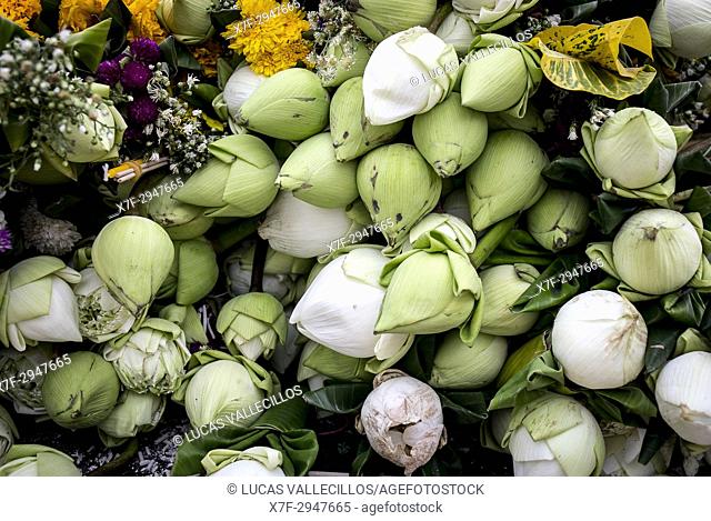 White lotus flowers offerings, in Wat Suan Dok, Chiang Mai, Thailand