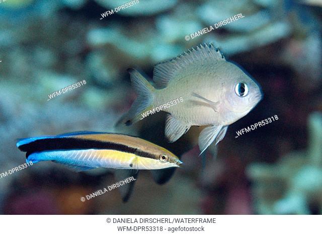 Cleaner Wrasse cleaning Damsel, Labroides dimidatus, Kai Islands, Moluccas, Indonesia
