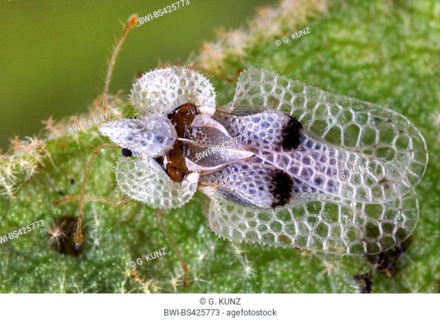 Sycamore lace bug (Corythucha ciliata), sits on a leaf, Austria