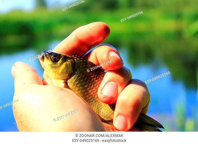 caught Prussian carp on the human hand