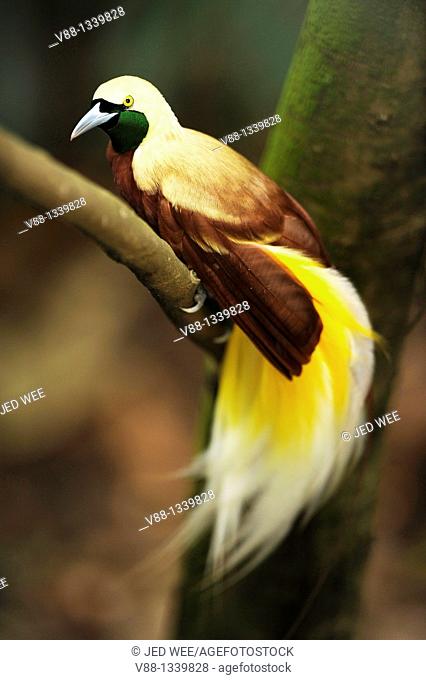 Lesser Bird-of-paradise (Paradisaea minor), Jurong Bird Park, Singapore