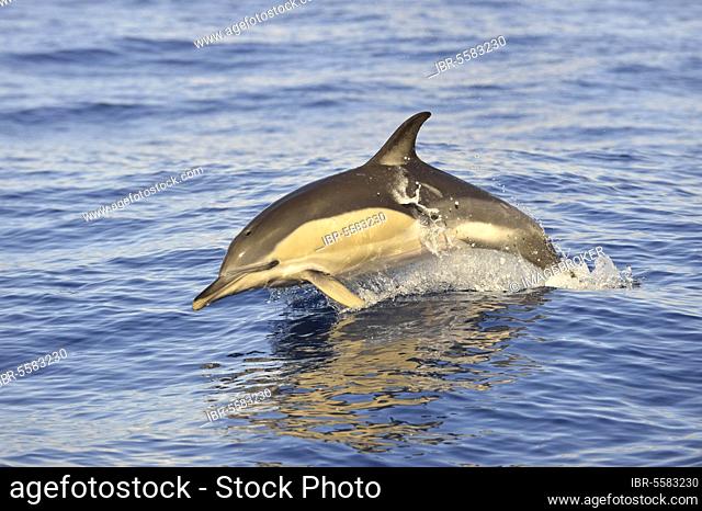Short-beaked Common Dolphin (Delphinus delphis) adult, porpoising, Azores