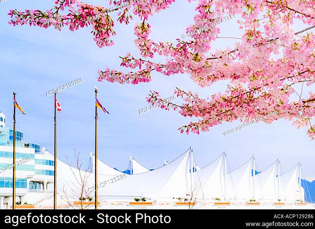 'Akebono' Flowering cherry tree and Canada Place Convention Centre, Downtown, Vancouver, British Columbia, Canada