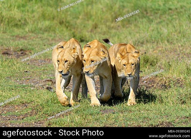 African lion, Panthera Leo, three females, Masai Mara National Reserve, Kenya, Africa