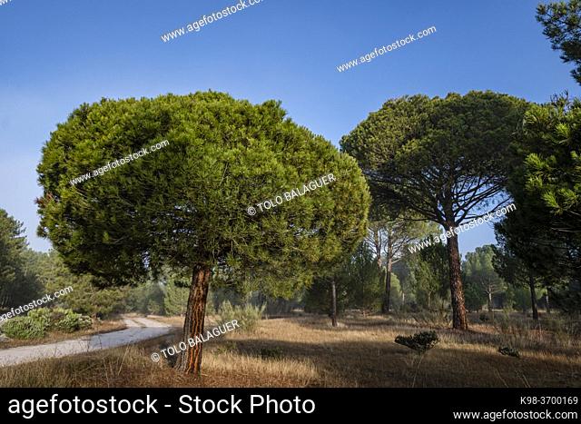 resin extraction in a Pinus pinaster forest, Montes de Coca, Segovia, Spain