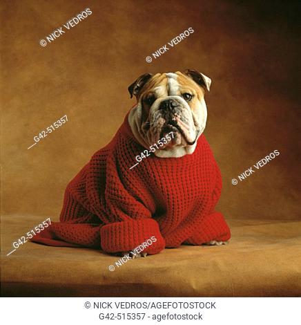 Bulldog wearing red sweater
