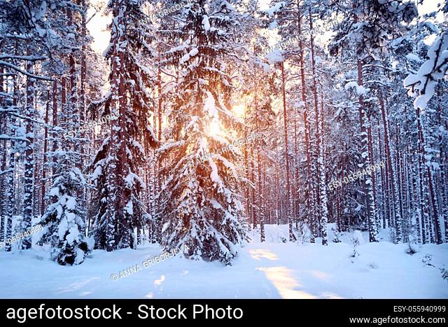 Pine and Fir tree forest covered with snow in beautiful morning light in the winter