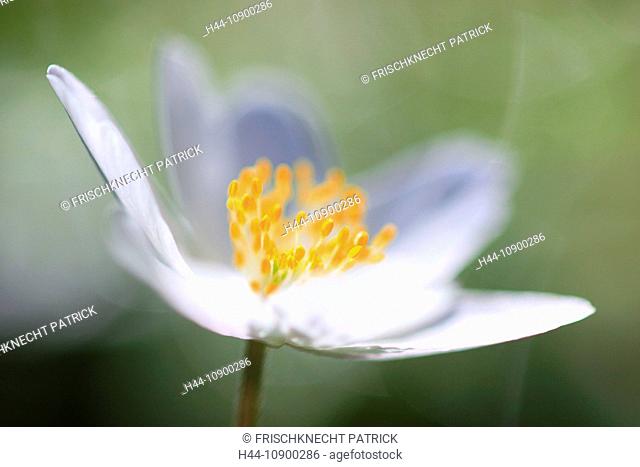 Anemone nemorosa, flower, blossom, flourish, flower center, wood anemone, detail, spring, macro, pattern, close-up, wood, forest, bright, close up, colorful