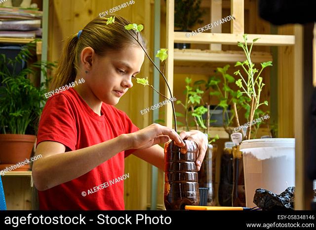 A girl plants seedlings of fruit plants in plastic bottles for the garden