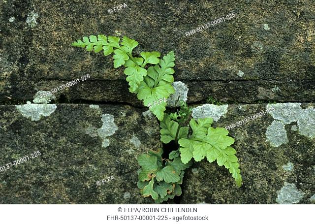 Black Spleenwort Aspienium adiantum-nigrum Fronds growing from concrete wall, Suffolk, England, April