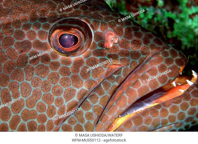 tiger groupern, Mycteroperca tigtis, Sergeant Major Reef, Caribbean Sea, Cayman Islands, USA