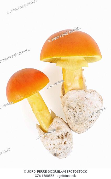 Caesar's Mushroom, oronja, reig, amanita caesarea, Edible mushroom, Costa Brava, Girona, Spain, Europe