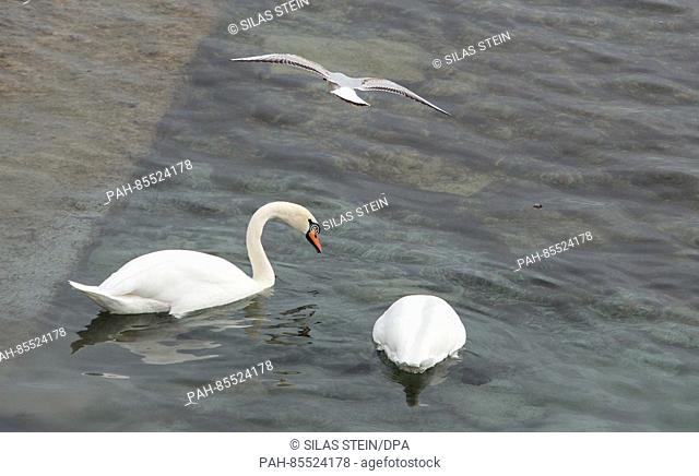 A seagull flies over two swans swimming in the Bodensee lake, near Konstanz, Germany, 9 November 2016. The national reference laboratory at the Friedrich...