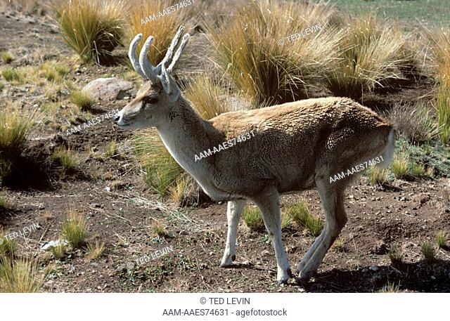 Guemal or Andean Deer (Hippocamelus antisensis) Puna Zoo, Peru