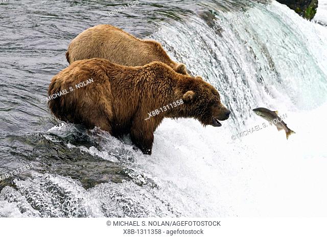 Adult brown bear Ursus arctos foraging for salmon at the Brooks River in Katmai National Park near Bristol Bay, Alaska, USA  Pacific Ocean  MORE INFO Every July...