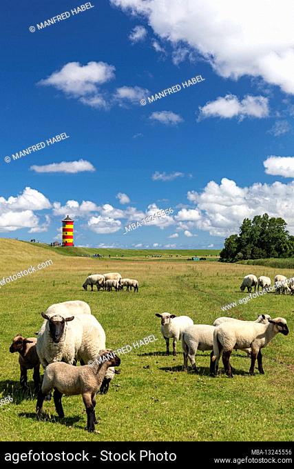 Grazing sheep, in the background the Pilsumer lighthouse, Pilsum, Krummhörn, East Frisia, Lower Saxony